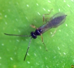 Aphidus ervi